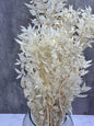 Ruscus Press Blanco