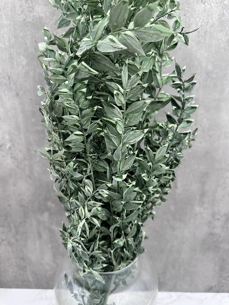 Ruscus Press Bicolor