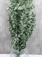 Ruscus Press Bicolor