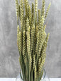 Trigo Flo Natural