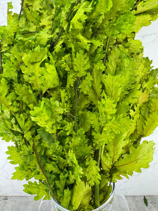 Quercus Press Verde Claro