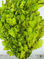Quercus Press Verde Claro